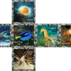 V-cube Breinbreker 3 Sea World 5 Cm